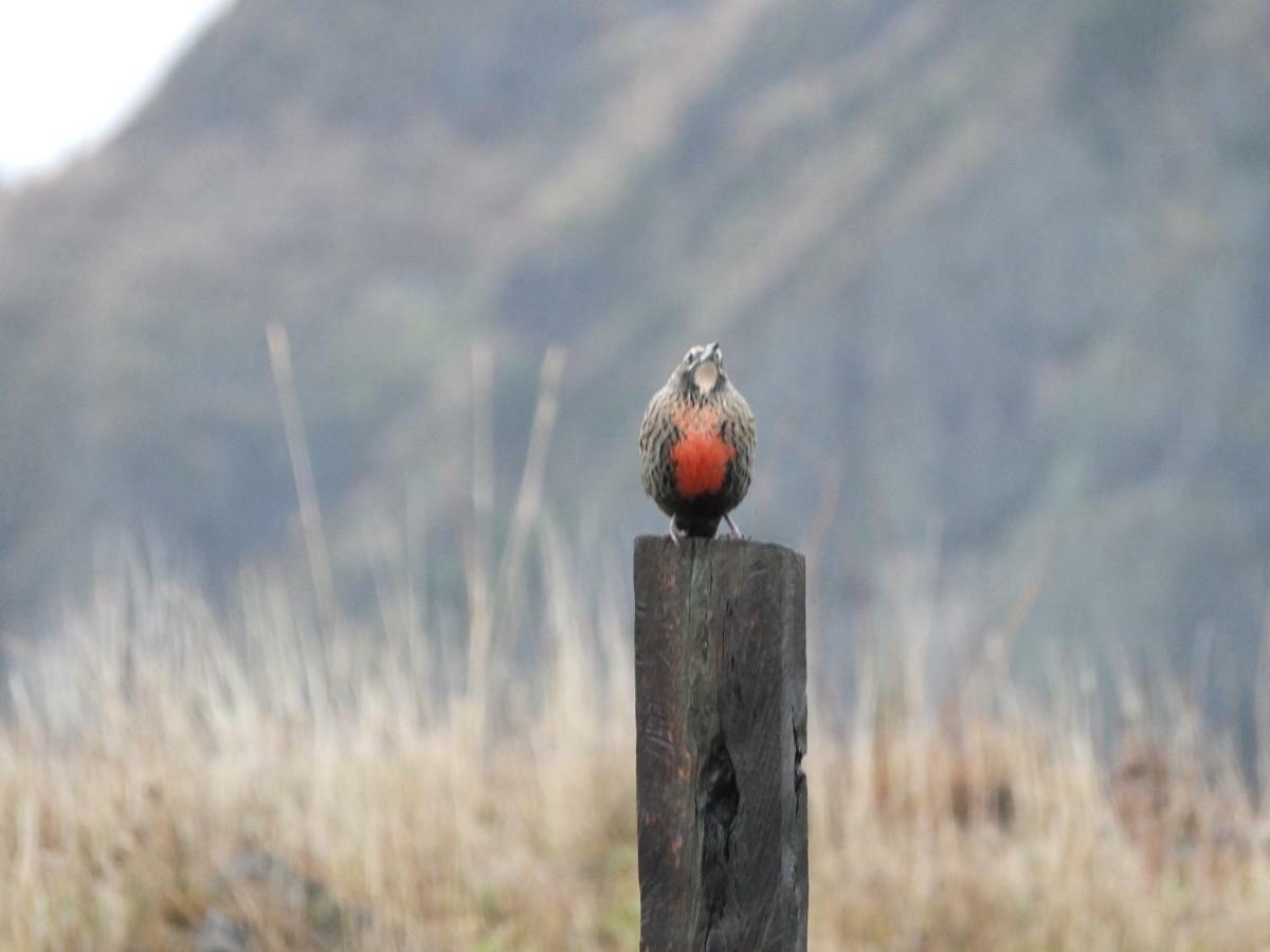 Domo Carpe Diem Patagonia Lägenhet Coyhaique Exteriör bild